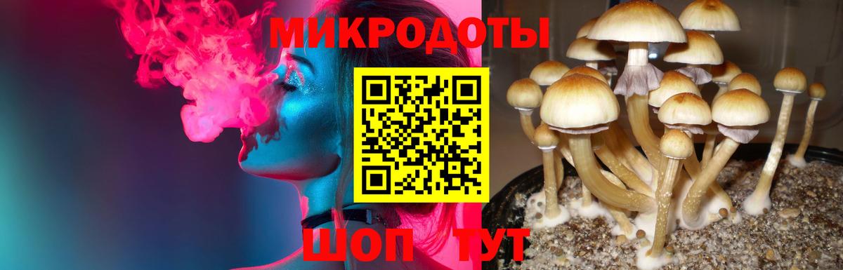 Псилоцибиновые грибы Psilocybe Сальск